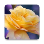 Logo of Roses Live Wallpaper android Application 